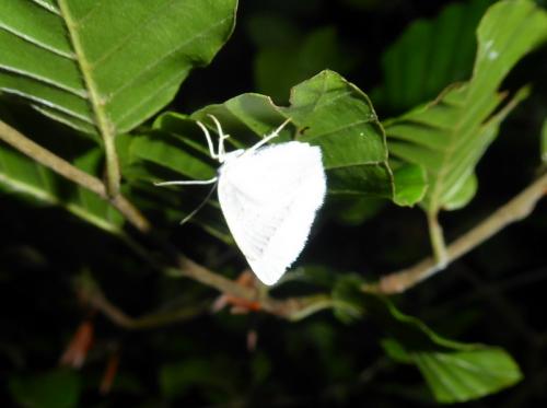 Réf. 286 733 : Cabera exanthemata